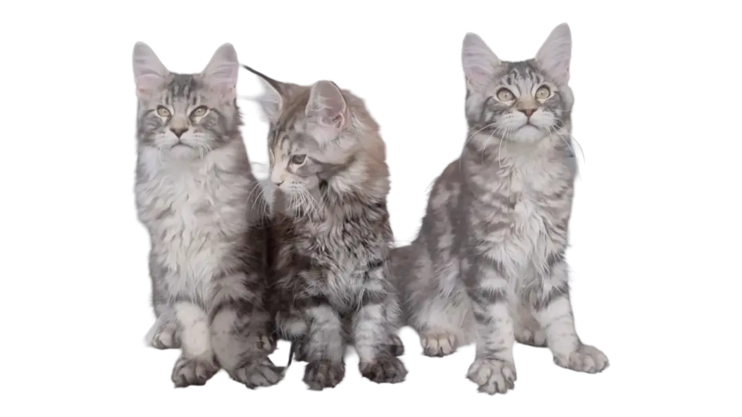 Maine Coon Growth Chart | All Growth Stages with Details