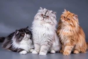 Persian Cat Colors