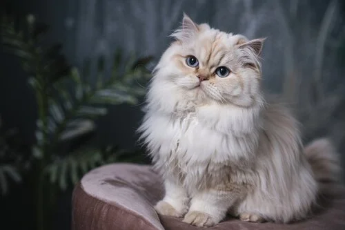 Persian Cats