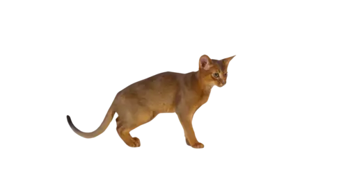 Abyssinian Cat Breed
