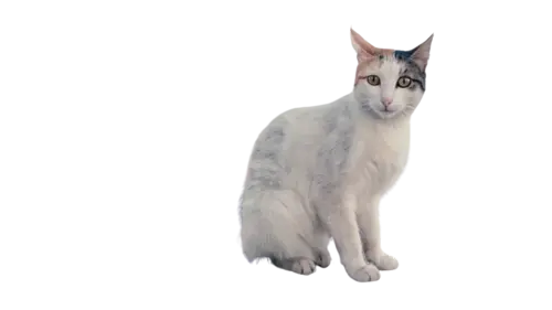 Aegean Cat Breed