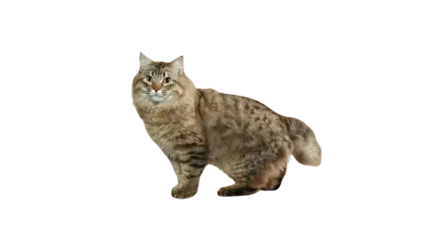 American Bobtail Cat Breed