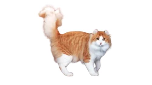 American Curl Cat Breed
