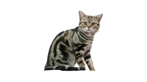 American Shorthair Cat Breed