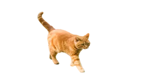 American Polydactyl Cat Breed