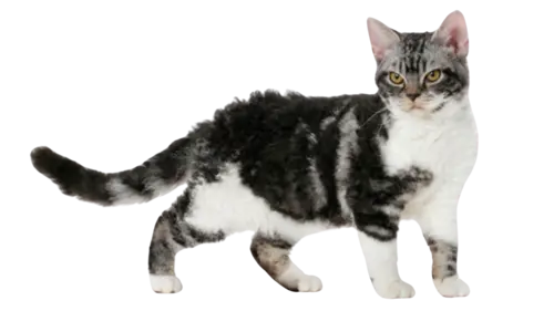 American Wirehair Cat Breed