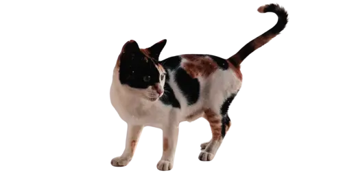 Arabian Mau Cat Breed