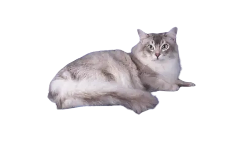 Asian Semi-longhair Cat Breed
