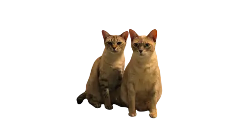 Australian Mist Cat Breed