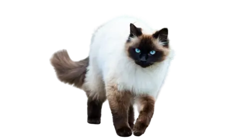 Balinese Cat Breed