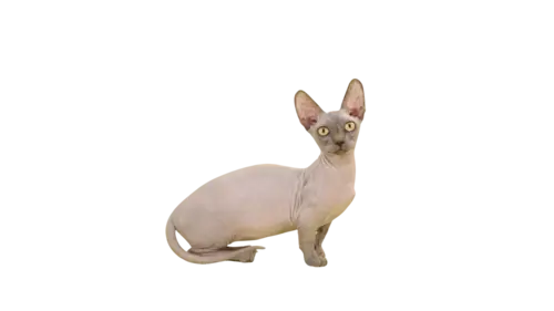 Bambino Cat Breed