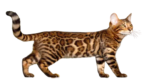 Bengal Cat Breed
