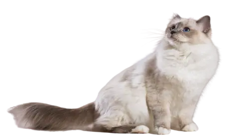 Birman Cat Breed