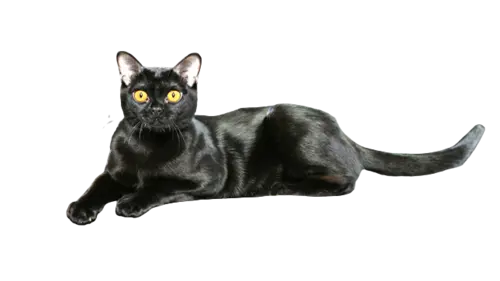Bombay Cat Breed