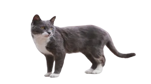 Brazilian Shorthair Cat Breed