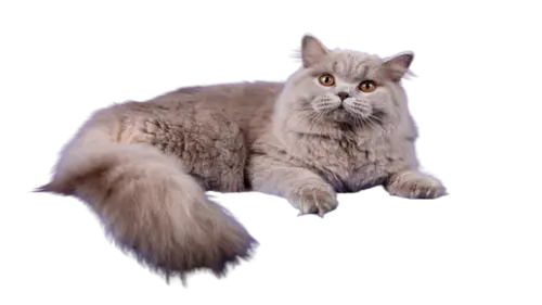 British Longhair Cat Breed