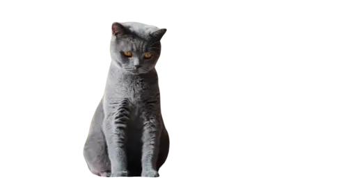 British Shorthair Cat Breed