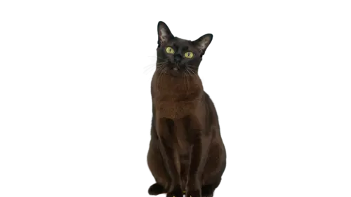 Burmese Cat Breed