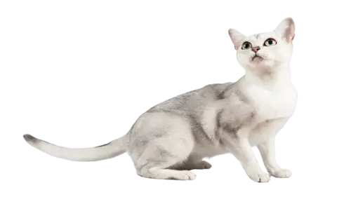 Burmilla Cat Breed