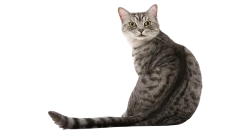 California Spangled Cat Breed