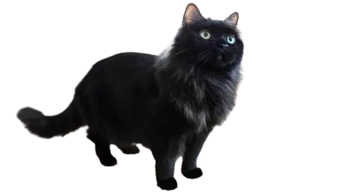 Chantilly-Tiffany Cat Breed