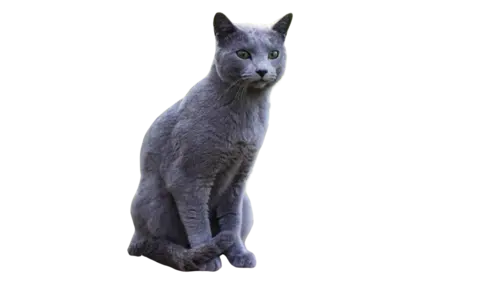 Chartreux Cat Breed