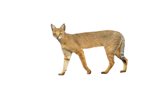 Chausie Cat Breed