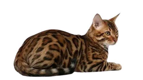 Cheetoh Cat Breed