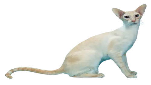 Colorpoint Shorthair Cat Breed