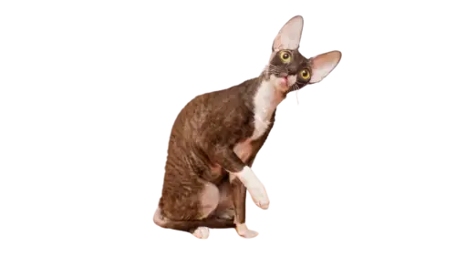 Cornish Rex Cat Breed