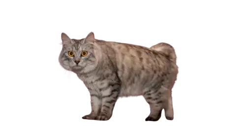 Cymric Cat Breed
