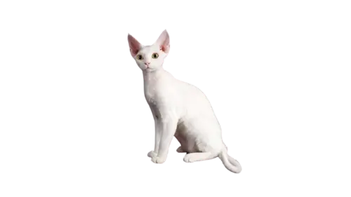 Devon Rex Cat Breed