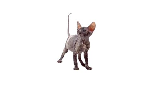 Donskoy Cat Breed