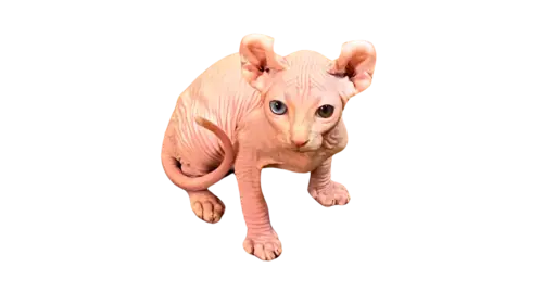 Dwelf Cat Breed