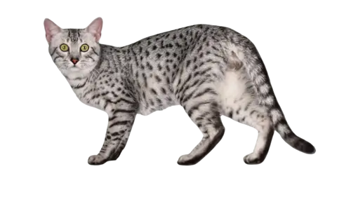 Egyptian Mau Cat Breed