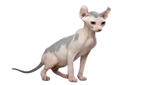 Elf Cat Breed
