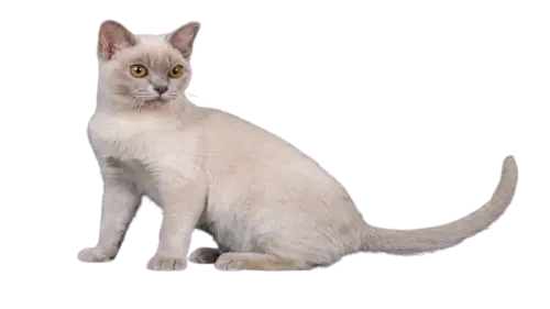 European Burmese Cat Breed