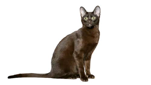 Havana Brown Cat Breed
