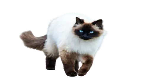 Himalayan Cat Breed