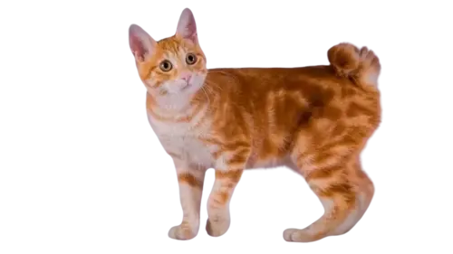 Japanese Bobtail Cat Breed