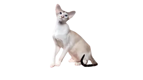 Javanese Cat Breed