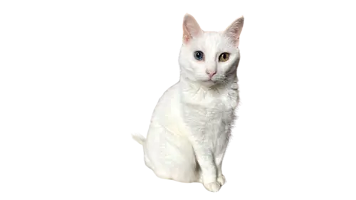 Khao Manee Cat Breed