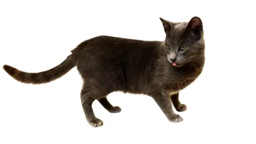 Korat Cat Breed