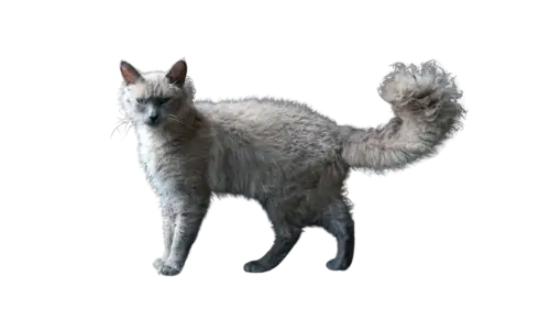 LaPerm Cat Breed
