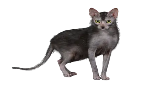 Lykoi Cat Breed