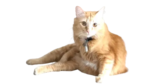 Maine Coon Cat Breed