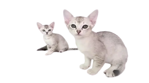 Asian Cat Breed