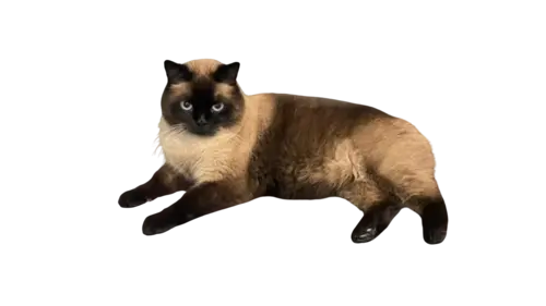 Manx Cat Breed