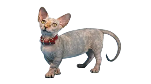 Minskin Cat Breed