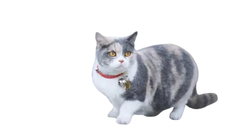 Munchkin Cat Breed